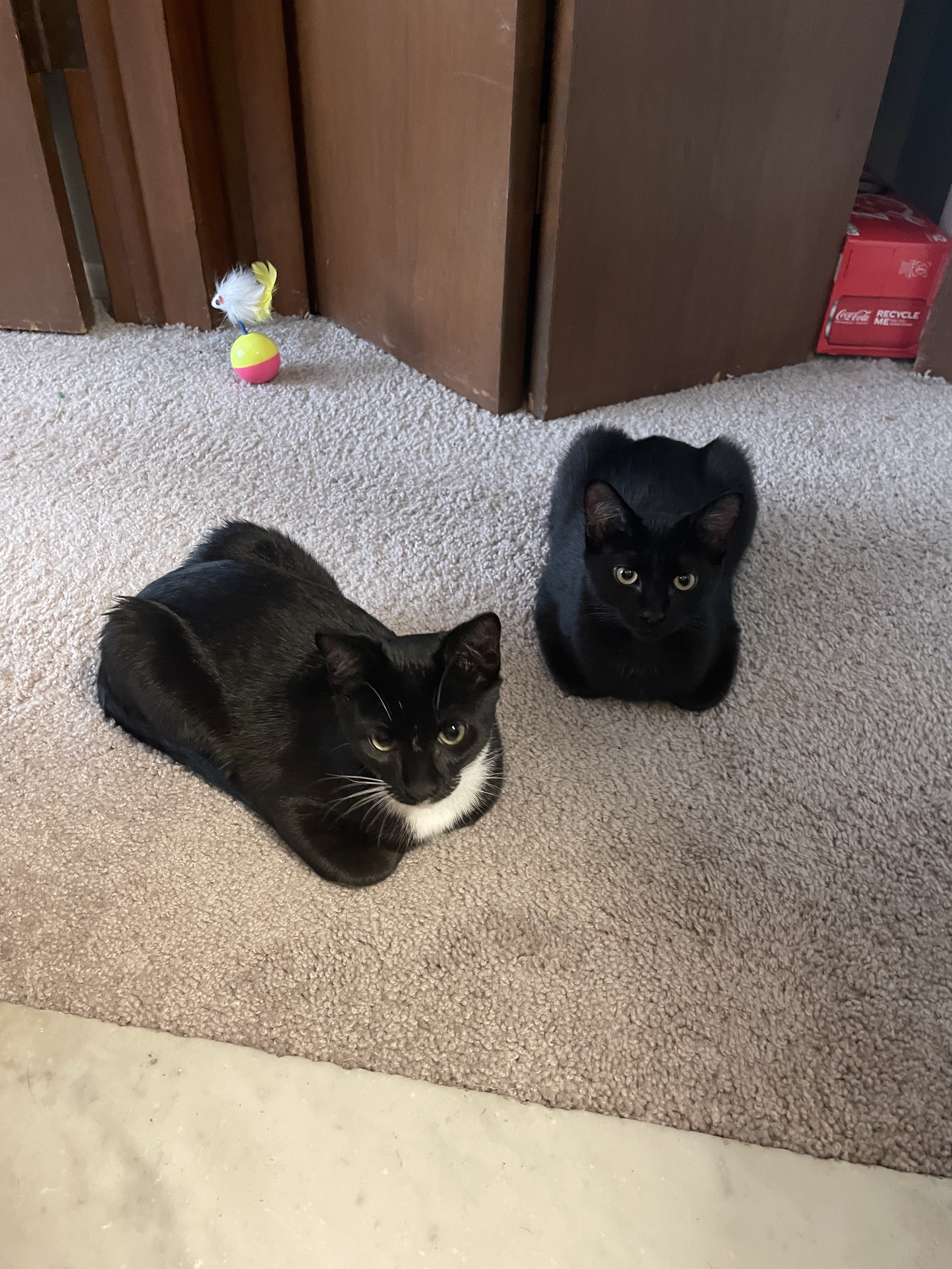picture of two black cats