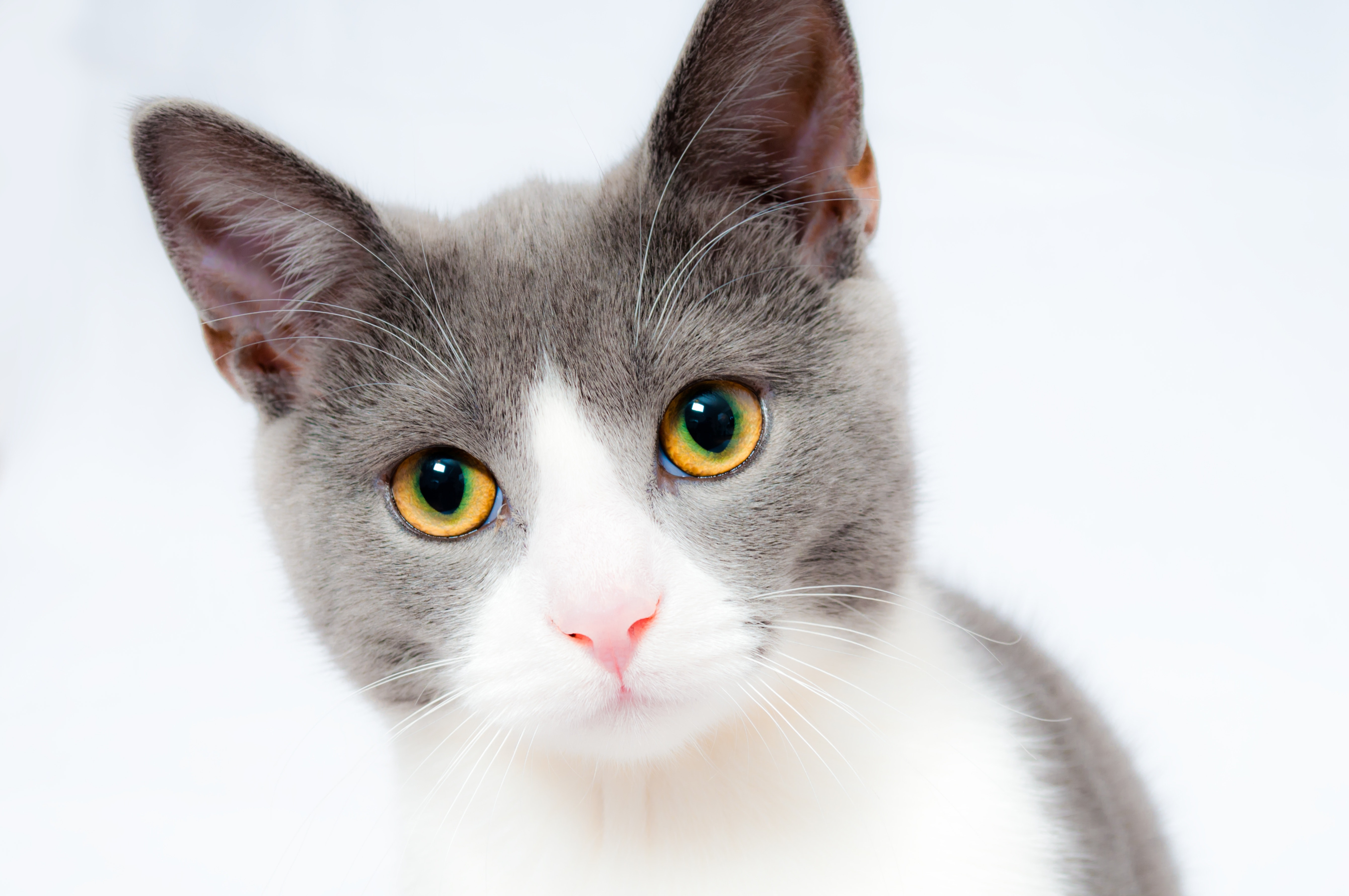 picture of a grey and white cat
